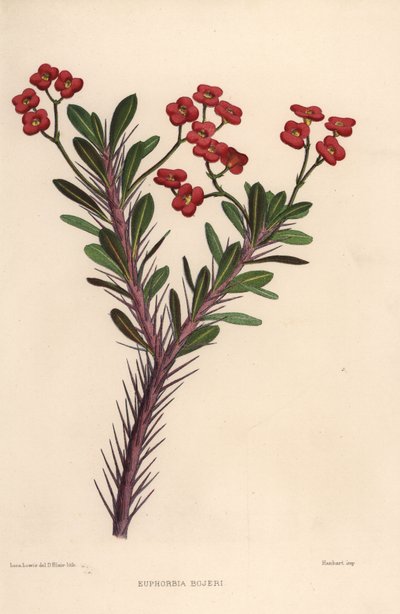 Crown of Thorns, Euphorbia Milii by Unknown